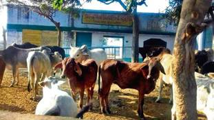 योगी सरकार की गायों के लिए 'खूंटे' से बंध गए अफसर