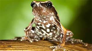 वायनाड का दुर्लभ मेंढक 'फ्रैंकी' भी चुनावी चर्चा में शामिल हुआ