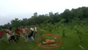 बाघ की मॉब लिंचिंग और वन्यजीव कानून बाघ की मॉब लिंचिंग और वन्यजीव कानून