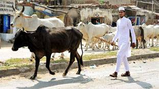 इंसान को छोड़िए... गाय हिंदू और बकरी मुसलमान हो गई!