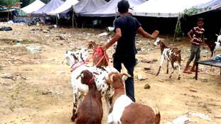 जानवरों को मारना 'कुर्बानी' नहीं, इसीलिए ईद और बाकी दिनों मैं वीगन (शाकाहारी) हूं