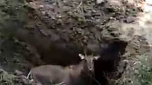 जिंदा दफनाई गई नीलगाय का भूत बाहर आ गया है, और...