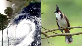 Bulbul का गम और परेशान हम ! Bulbul का गम और परेशान हम !