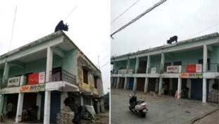 मानवाधिकारों की फ़िक्र सबको, सांडाधिकारों का क्या? मानवाधिकारों की फ़िक्र सबको, सांडाधिकारों का क्या?