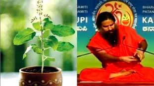 तुलसी के पत्‍ता से मोबाइल रेडिएशन कम करने का दावा कितना खरा, जानिए