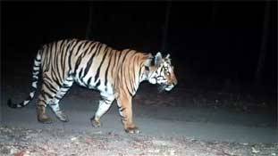 'है इश्क नहीं आसां!' महाराष्ट्र के टाइगर के दीवानेपन ने साबित कर दिया 'है इश्क नहीं आसां!' महाराष्ट्र के टाइगर के दीवानेपन ने साबित कर दिया