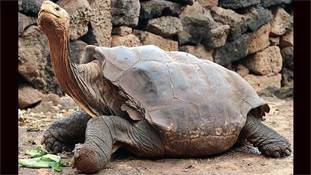 800 कछुओं के बाप 'Playboy turtle' के एहसान तले दबी है उसकी पूरी प्रजाति