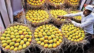 Coronavirus outbreak: फलों के राजा पर भी किया है कोरोना ने हमला!