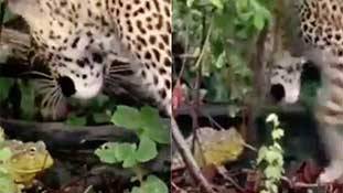 Frog vs Leopard fight: औकात से बढ़कर हुई लड़ाई में बहुत कुछ चौंकाने वाला हुआ है