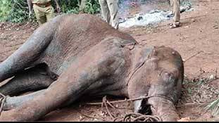 गर्भवती हथिनी की 'हत्या' का मामला दुर्घटना की ओर बढ़ चला!