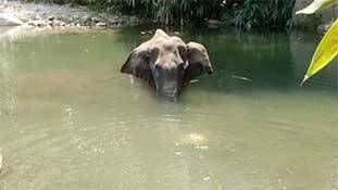 एक गर्भवती हथिनी की निर्मम मृत्यु से हमने क्या सीखा?