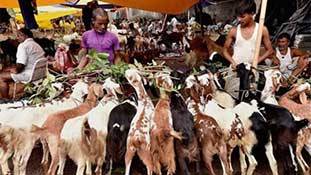 ओ PETA वाले मसीहा, बकरीद पर बकरियों के लिए भी सोचो ज़रा! ओ PETA वाले मसीहा, बकरीद पर बकरियों के लिए भी सोचो ज़रा!