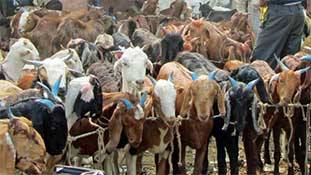 Bakrid 2020 History: बकरीद क्यों मनाते हैं इसे मनाना ज़रूरी क्यों है? Bakrid 2020 History: बकरीद क्यों मनाते हैं इसे मनाना ज़रूरी क्यों है?