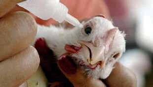 Bird flu: चिकन या अंडे खाने वालों के लिये कितना खतरे की बात Bird flu: चिकन या अंडे खाने वालों के लिये कितना खतरे की बात