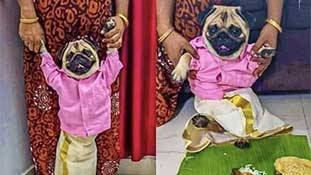 कुत्ते के लिए रिश्ते की लाइन लगी है, कुंवारों के लिए इससे बड़ा तंज क्या होगा