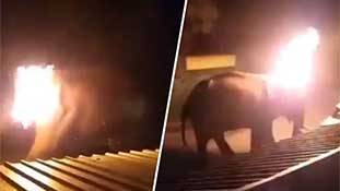 Elephant Death Viral Video: मानव तो बन गए इंसान बनने में सदियां लगेगी!