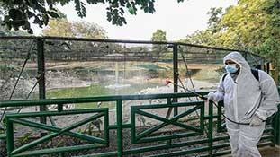 Bird Flu की आड़ में पक्षियों की सामूहिक हत्या 'जलियांवाला बाग़ कांड' से कम नहीं! Bird Flu की आड़ में पक्षियों की सामूहिक हत्या 'जलियांवाला बाग़ कांड' से कम नहीं!