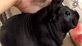 कुत्ते के अवतार में चूहे का मिलना भी अकेलापन दूर करता है!