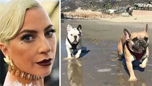 Lady Gaga के गुम हुए कुत्तों का पता देने का इनाम 2 भारतीय पुश्तें ज़रूर सेट कर सकता है! Lady Gaga के गुम हुए कुत्तों का पता देने का इनाम 2 भारतीय पुश्तें ज़रूर सेट कर सकता है!