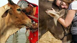 अमेरिका में गाय को गले लगाने के लिए 200 डॉलर क्यों दे रहे लोग, भारत में ऐसा हो तो?