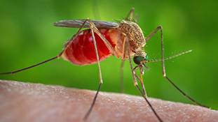 मच्छर क्यों कुछ लोगों को दूसरों से ज्यादा काटते हैं, ये है वैज्ञानिक कारण...