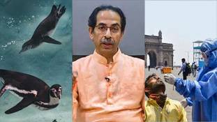 जानिए, मुंबई में पेंगुइन को पालने के लिए कितना जतन और पैसा लग रहा है