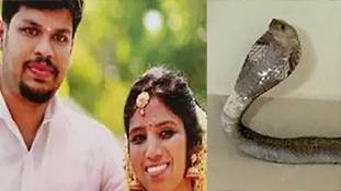 ज्यादा जहरीला कौन है? डसने वाला कोबरा सांप या पत्नी को डसवाने वाला पति?