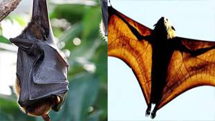 'कोरोना के पापी' कहे गए चमगादड़ों को पुरस्कार मिलना कैसे बर्दाश्त होता!