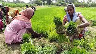 पंजाब का किसान आंदोलन, यातना बिहारी किसानों की!