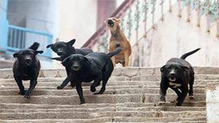 कुत्तों की लड़ाई में एक महिला ने दूसरी महिला को काटा, ये हुई न बराबरी की बात!