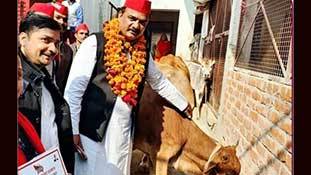 UP Elections 2022: गाय मां और किसान भाई दोनों की खुशहाली का 'अरमान' सपा का मास्टरस्ट्रोक! UP Elections 2022: गाय मां और किसान भाई दोनों की खुशहाली का 'अरमान' सपा का मास्टरस्ट्रोक!