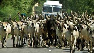 यूपी चुनाव 2022 में बीजेपी को सींग मारते दिख रहे हैं आवारा पशु! यूपी चुनाव 2022 में बीजेपी को सींग मारते दिख रहे हैं आवारा पशु!
