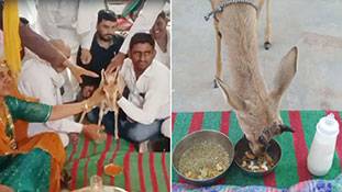 हिरण की मौत के बाद उसके बच्चे को पाला-पोसा, 9 महीने बाद समारोह कर बेटी की तरह विदा किया!