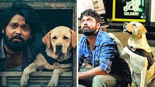 777 Charlie: एक डॉग और उसे पालने वाले ने बॉलीवुड को ठेंगा दिखाया है!