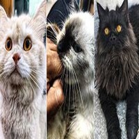 International Cat Day: पांच सबक, जो मैंने बिल्लियों से सीखे और जीवन को बदला-बदला पाया! International Cat Day: पांच सबक, जो मैंने बिल्लियों से सीखे और जीवन को बदला-बदला पाया!