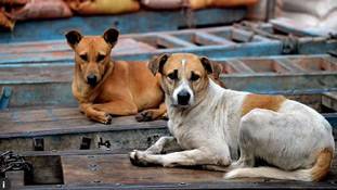 गुजरात के वो आवारा करोड़पति कुत्ते, जिन्हें देखकर आप कहेंगे, 'अगले जनम मोहे कुत्ता ही कीजो!'
