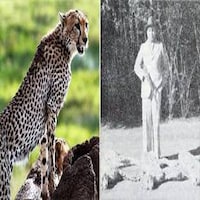 इन 3 चीतों के शिकार के साथ भारत में खत्म हो गई थी इस प्रजाति की कहानी इन 3 चीतों के शिकार के साथ भारत में खत्म हो गई थी इस प्रजाति की कहानी