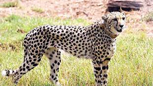 भारत आए नामीबिया के चीतों ने पहली कमाई हासिल कर ली है!