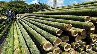 भले ही किसान दूर भागे लेकिन बांस ही उन्हें 'लखपति' बना सकता है...