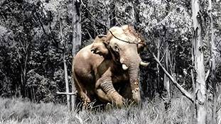 चावल के लुटेरे 'अरिकोम्बन' को अगर ठिकाने लगा पाई, तो ही अपनी साख बचा पाएगी केरल सरकार