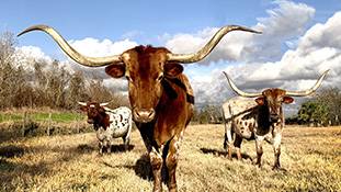 क्या टेक्सास में 6 गायों की निर्मम हत्या का जिम्मेदार कोई एलियन है?