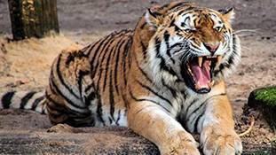 50 years of Project Tiger : टाइगर्स से जुड़ी सिर्फ इन 2 बातों को जानने में 50 साल लग गए!