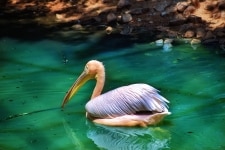 Rosy Pelican