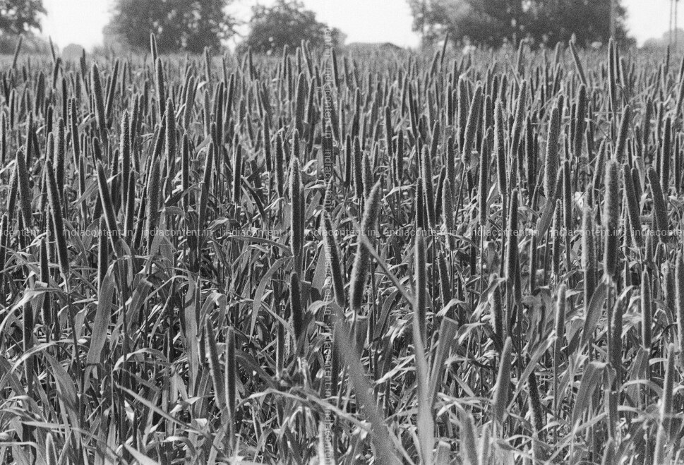buy bajra crop farming pictures images photos by india today archival pictures buy bajra crop farming pictures images