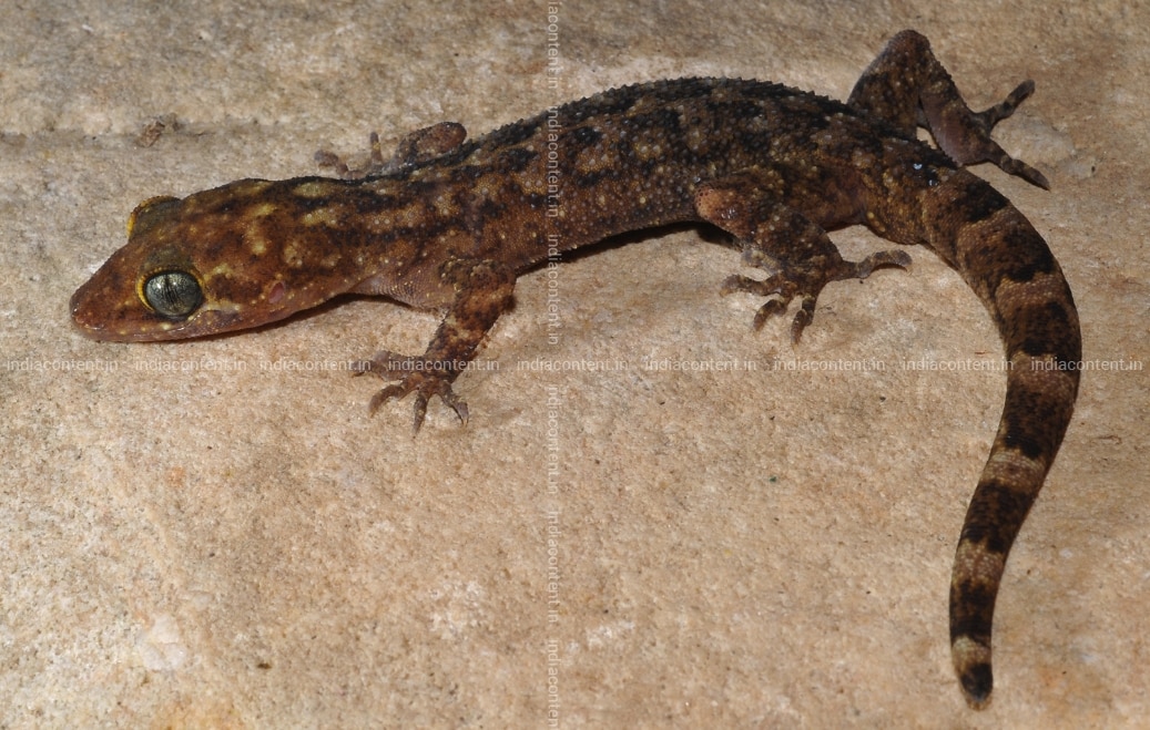 Buy One Of The Six New Species Of Bent Toed Geckos Lizards