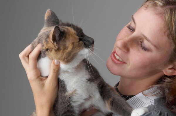 cat2_2892178a