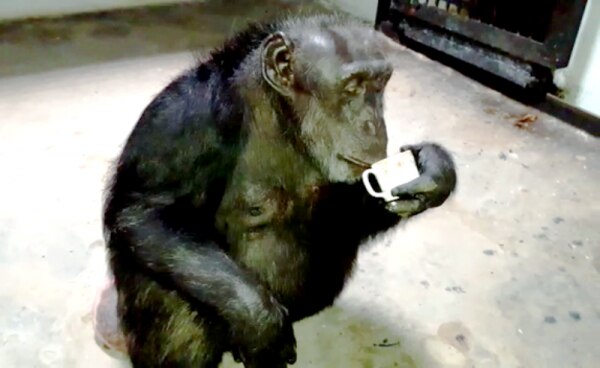 Suzi-Cup