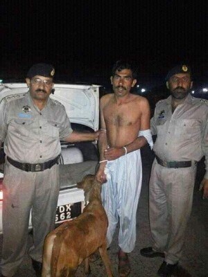 cow in car