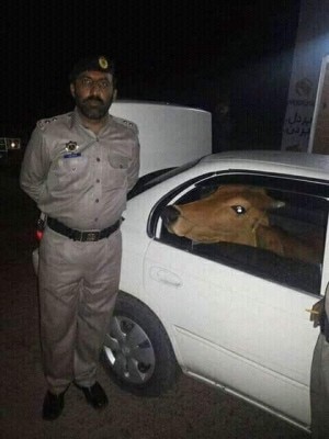cow