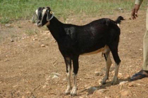 बकरे के नाम पर आदमी को बकरा बना दिया.